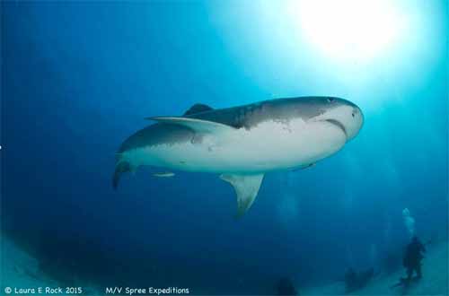 Bahamas Shark Dive on the Spree, November to December 2016 with Dayo Scuba Center, Orlando Florida